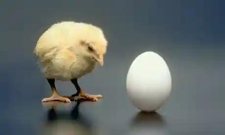 Duluan Ayam Atau Telur? Ini Faktanya!